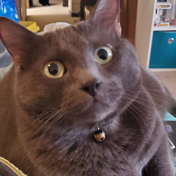 Meet your Posher, Ashley - Picture 1 of 1